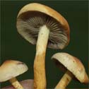 Mushrooms/Hatsvampe