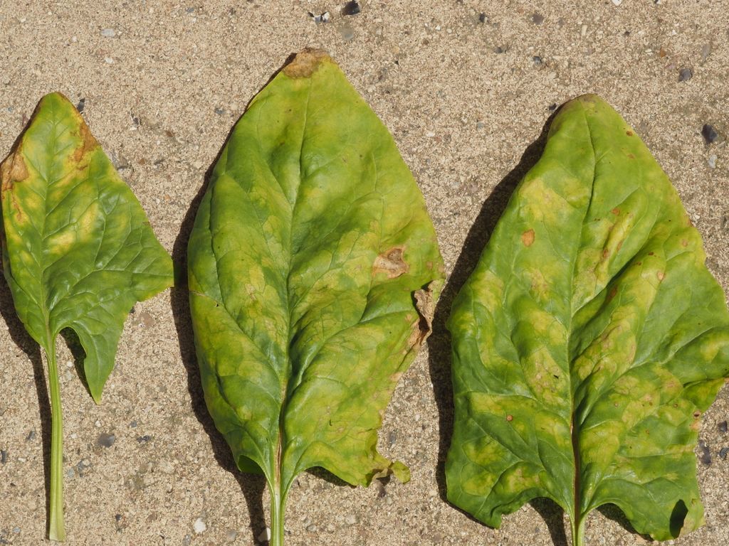Перцы болезни листьев фото как лечить
