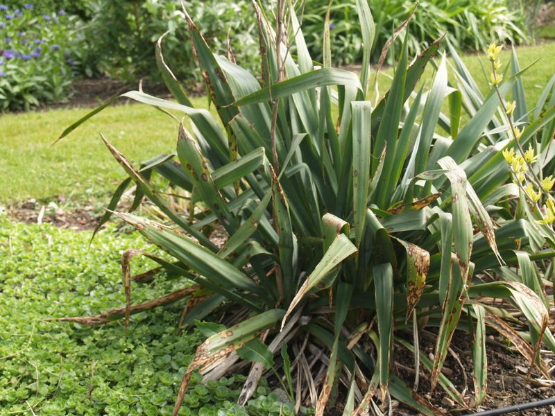 Diseases: Yucca Plant Diseases